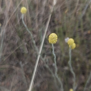 Calocephalus citreus at Gundaroo, NSW - 12 Jan 2021