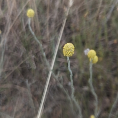 Calocephalus citreus (Lemon Beauty Heads) at Gundaroo, NSW - 12 Jan 2021 by MPennay