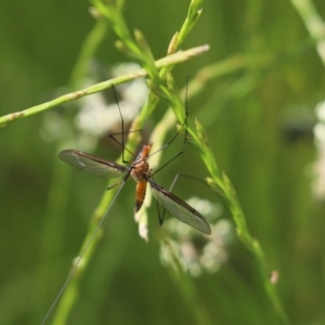 Leptotarsus (Macromastix) costalis at Jacka, ACT - 7 Nov 2020