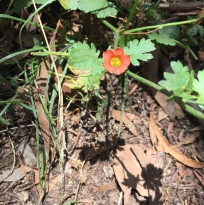 Modiola caroliniana (Red-flowered Mallow) at Majura, ACT - 12 Jan 2021 by WalterEgo