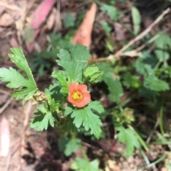 Modiola caroliniana at Majura, ACT - 12 Jan 2021