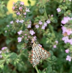 Utetheisa pulchelloides (Heliotrope Moth) at Murrumbateman, NSW - 12 Jan 2021 by SimoneC