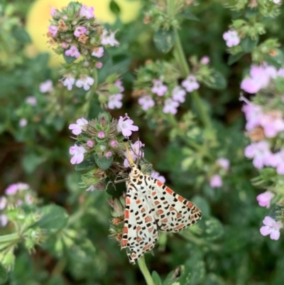 Utetheisa pulchelloides (Heliotrope Moth) at Murrumbateman, NSW - 12 Jan 2021 by SimoneC