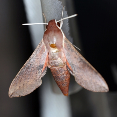 Hippotion scrofa (Coprosma Hawk Moth) at O'Connor, ACT - 10 Jan 2021 by ibaird