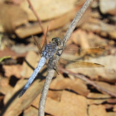 Orthetrum caledonicum (Blue Skimmer) at Majura, ACT - 9 Jan 2021 by MatthewFrawley