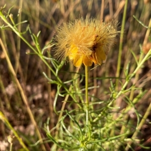 Xerochrysum viscosum at Griffith, ACT - 12 Jan 2021