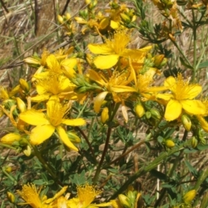 Hypericum perforatum at Nangus, NSW - 25 Nov 2005