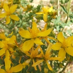 Hypericum perforatum at Nangus, NSW - 25 Nov 2005