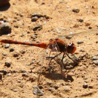 Diplacodes bipunctata (Wandering Percher) at Majura, ACT - 8 Jan 2021 by MatthewFrawley