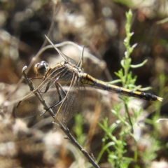 Orthetrum caledonicum (Blue Skimmer) at Majura, ACT - 9 Jan 2021 by MatthewFrawley