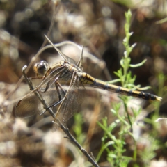 Orthetrum caledonicum (Blue Skimmer) at Majura, ACT - 8 Jan 2021 by MatthewFrawley