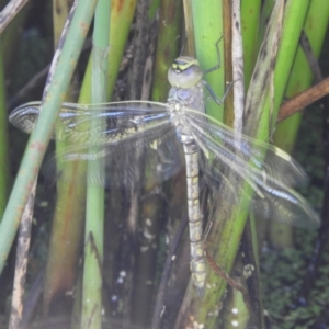 Anax papuensis at Fyshwick, ACT - 9 Jan 2021