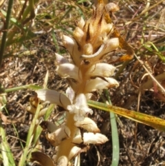 Orobanche minor (Broomrape) at Nangus, NSW - 16 Nov 2005 by abread111