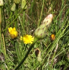 Hypochaeris radicata (Cat's Ear, Flatweed) at Jones Creek, NSW - 16 Nov 2005 by abread111