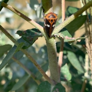 Eurymela fenestrata at Murrumbateman, NSW - 11 Jan 2021