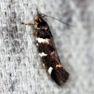 Macrobathra leucopeda at O'Connor, ACT - 10 Jan 2021 09:44 PM