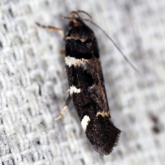 Macrobathra leucopeda at O'Connor, ACT - 10 Jan 2021 09:44 PM