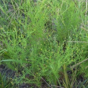 Schkuhria pinnata at Holt, ACT - 12 Jan 2021