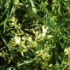 Cerastium glomeratum (Sticky Mouse-ear Chickweed) at Nangus, NSW - 17 Oct 2005 by abread111