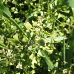 Capsella bursa-pastoris (Shepherd's Purse) at Nangus, NSW - 17 Oct 2005 by abread111