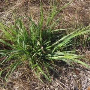 Panicum capillare/hillmanii at Weetangera, ACT - 12 Jan 2021 06:28 PM