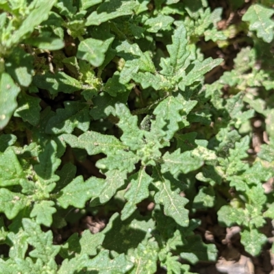 Dysphania pumilio (Small Crumbweed) at Currawang, NSW - 12 Jan 2021 by camcols