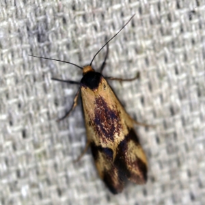 Isomoralla pyrrhoptera at O'Connor, ACT - 10 Jan 2021