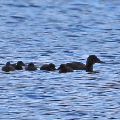 Oxyura australis (Blue-billed Duck) at Bonython, ACT - 12 Jan 2021 by RodDeb