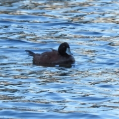 Oxyura australis at Bonython, ACT - 12 Jan 2021