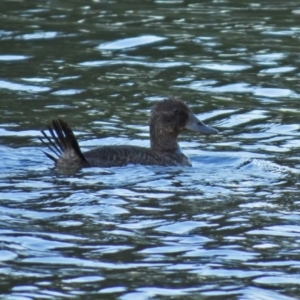 Oxyura australis at Bonython, ACT - 12 Jan 2021 07:38 PM