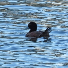 Oxyura australis at Bonython, ACT - 12 Jan 2021