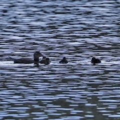 Oxyura australis at Bonython, ACT - 12 Jan 2021