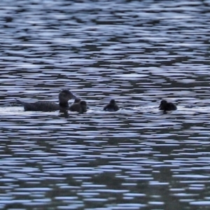 Oxyura australis at Bonython, ACT - 12 Jan 2021