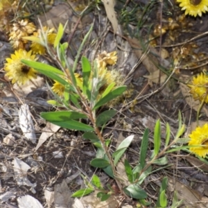 Callistemon sp. at Weston, ACT - 12 Jan 2021