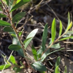 Callistemon sp. at Weston, ACT - 12 Jan 2021