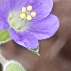 Erodium crinitum (Native Crowfoot) at Cook, ACT - 3 Jan 2021 by drakes