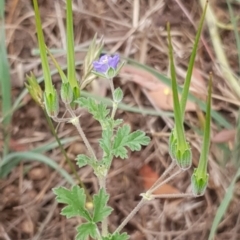 Erodium crinitum at Cook, ACT - 4 Jan 2021 08:53 AM