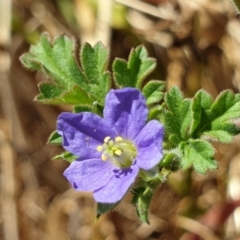 Erodium crinitum (Native Crowfoot) at Mount Painter - 6 Dec 2020 by drakes