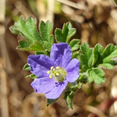 Erodium crinitum (Native Crowfoot) at Mount Painter - 6 Dec 2020 by drakes