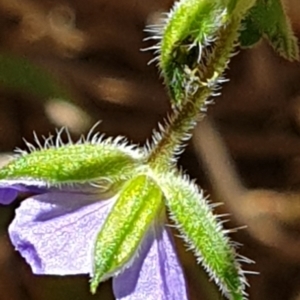 Erodium crinitum at Holt, ACT - 7 Dec 2020