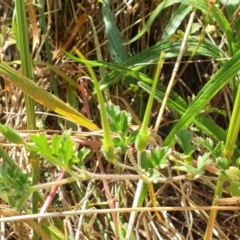 Erodium crinitum at Holt, ACT - 7 Dec 2020