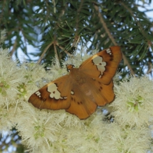 Netrocoryne repanda at Downer, ACT - suppressed