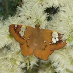 Netrocoryne repanda at Downer, ACT - suppressed