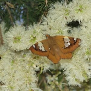 Netrocoryne repanda at Downer, ACT - suppressed