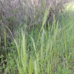 Vulpia bromoides (Squirrel-tail Fescue, Hair Grass) at Tuggeranong Hill - 3 Nov 2020 by michaelb