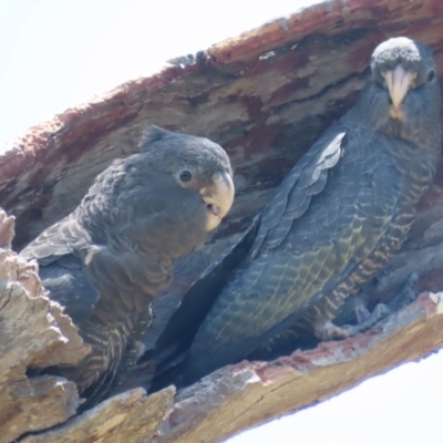 Callocephalon fimbriatum (Gang-gang Cockatoo) at GG160 - 12 Jan 2021 by roymcd