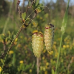 Briza maxima (Quaking Grass, Blowfly Grass) at Conder, ACT - 3 Nov 2020 by MichaelBedingfield