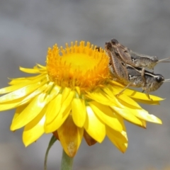 Phaulacridium vittatum (Wingless Grasshopper) at ANBG - 12 Jan 2021 by TimL