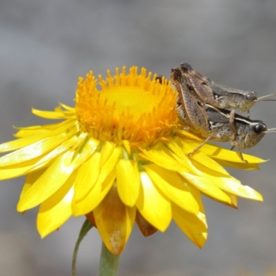 Phaulacridium vittatum (Wingless Grasshopper) at Acton, ACT - 12 Jan 2021 by TimL