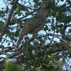 Ptilonorhynchus violaceus (Satin Bowerbird) at Duffy, ACT - 13 Jan 2021 by Rob1e8